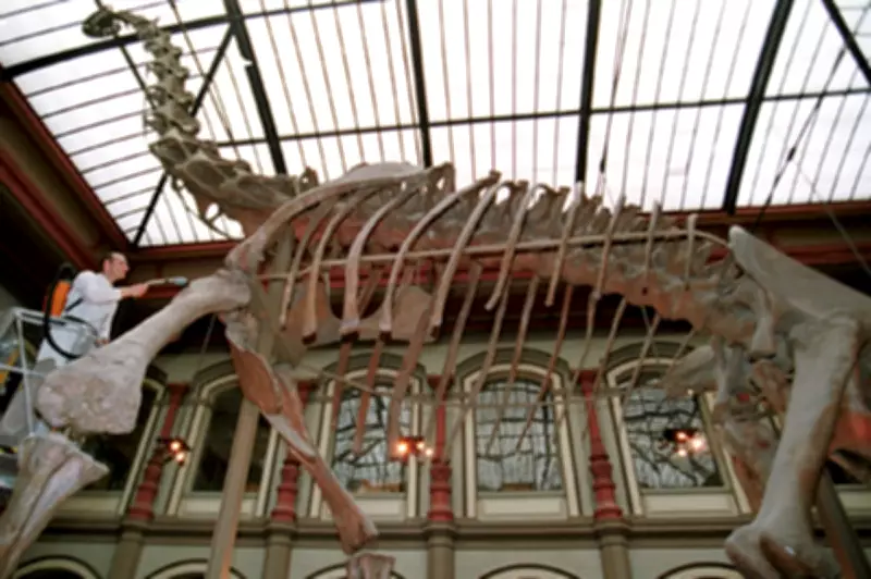 Baby Sauropods Were 'Perfect Snack' for Jurassic Predators, Study Reveals