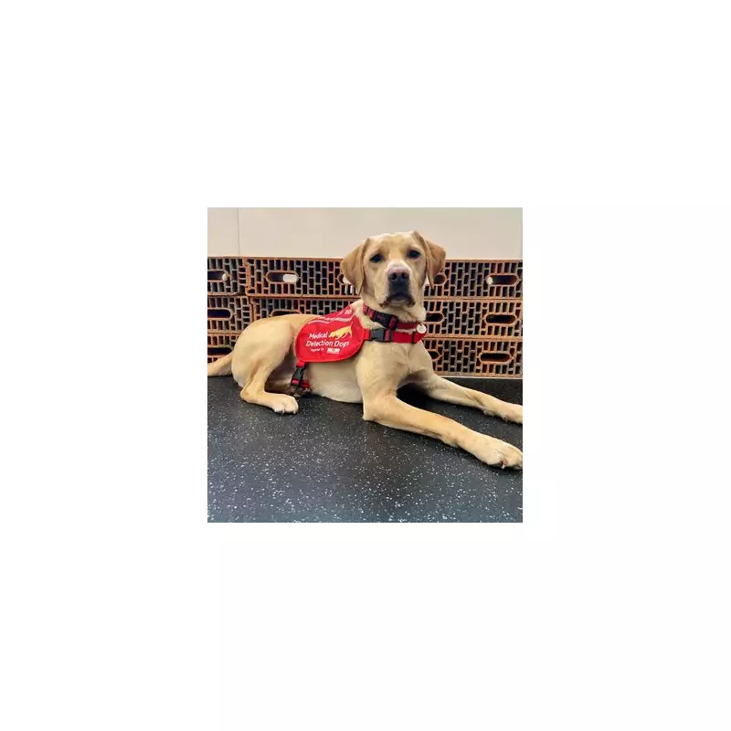 Battersea Rescue Pup Chilli Trains to Detect Deadly Lung Infection
