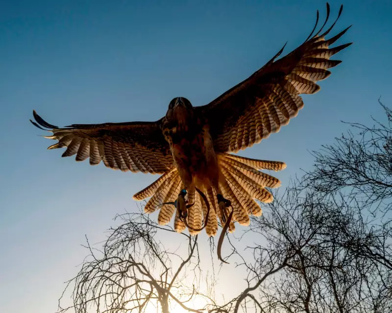 Be More Bird Review: Hawk-Inspired Self-Help Fails to Soar