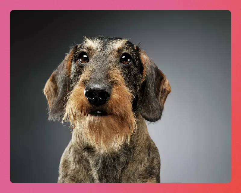 Beat January Blues: Readers Share Top Tips from Dogs to Dopamine Dressing