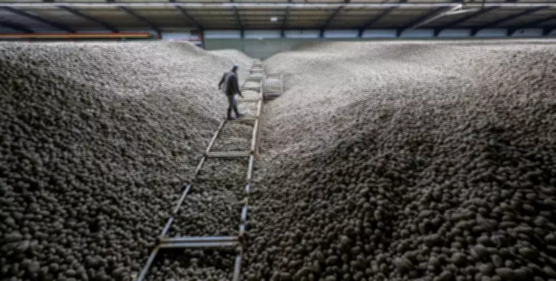 Berlin's Potato Flood: Record Harvest Sparks City-Wide Free Spud Giveaway