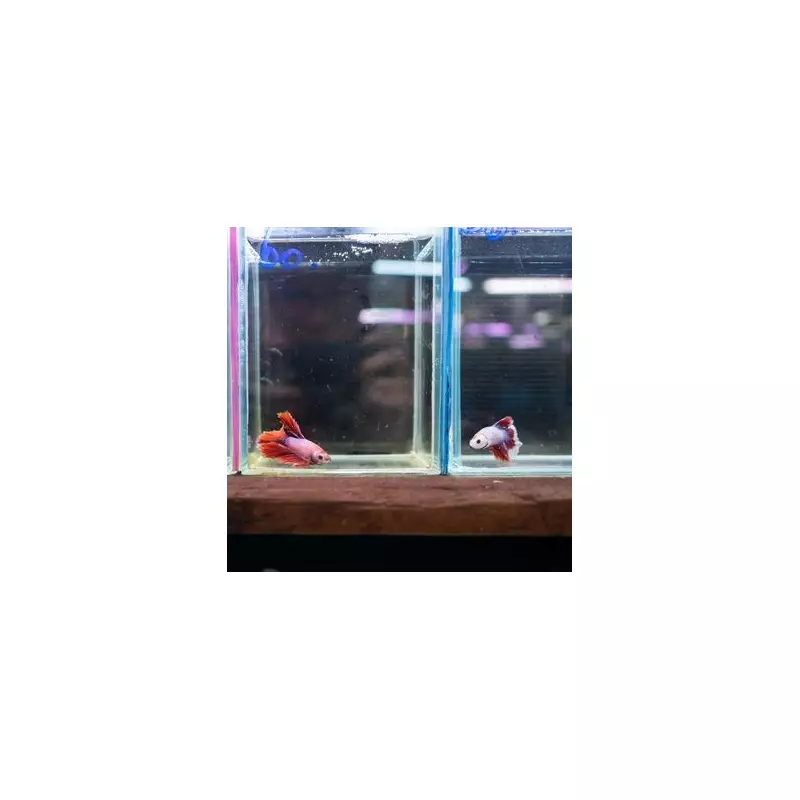 Betta Fish's 'Beautiful' Transformation After Leaving Tiny Tank