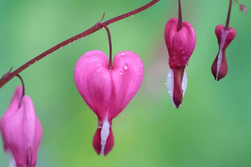 Beyond Roses: Heart-Shaped Plants for a Lasting Valentine's Day