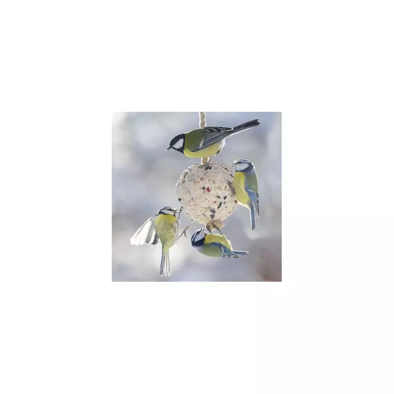 Bird Feed Warning: Cheap Suet Balls May Harm Garden Birds, Experts Say