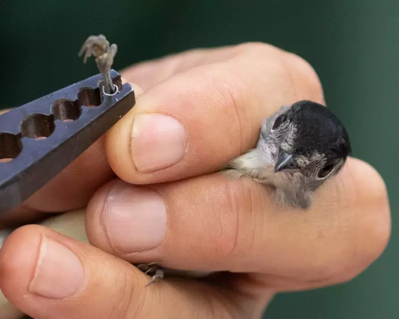 Bird Ringing: How a 1926 Diary Entry Reveals Migration Secrets