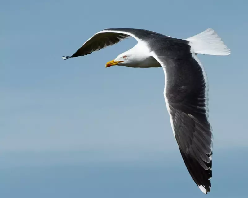 Birdwatcher's Winter Haul: 38 Species in a Frosty West Yorkshire Wetland