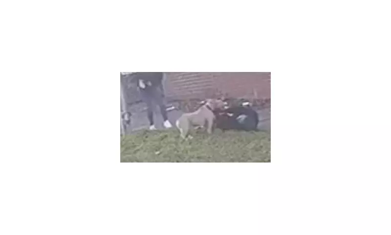 Bolton Dog Attack: Man Arrested After 'Bully-Type' Dog Mauls Woman