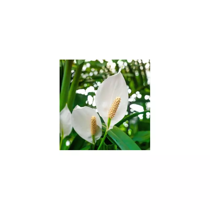 Boost Peace Lily & Orchid Blooms with Simple Rice Water Fertiliser