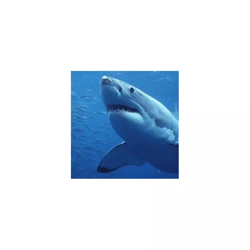 Boy, 12, in Critical Condition After Shark Attack at Sydney's Shark Beach