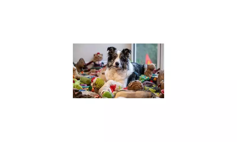 Britain's Brightest Dog: Border Collie Recognises 221 Toy Names