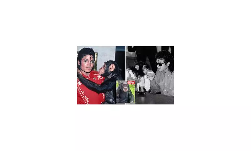 Bubbles the Chimp: From Michael Jackson's Party Pal to Peaceful Florida Retirement at 43