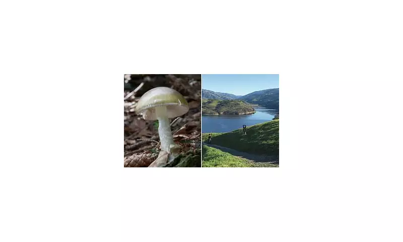 California Death Cap Mushroom Poisoning: 3 Dead, Dozens Hospitalised