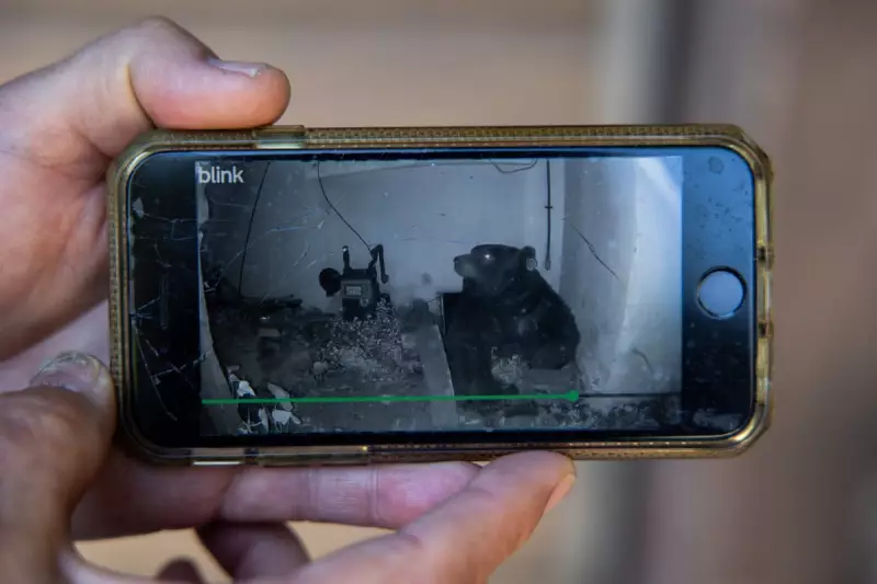 California's Crawlspace Crisis: Bears Under Homes Shift from Rarity to Trend