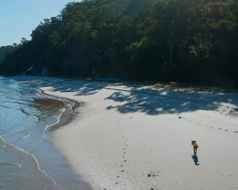 Campsites Closed After Canadian Woman Found Dead Amid Dingo Pack on K'gari