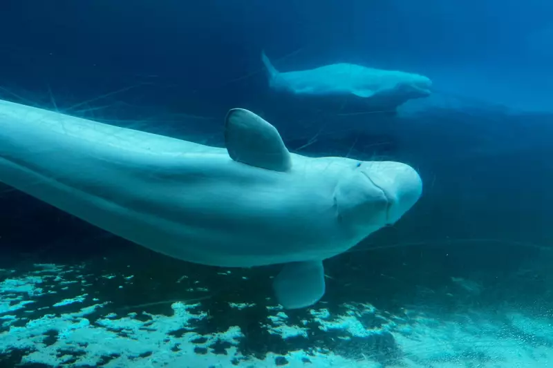 Canada Grants Last-Minute Reprieve for Captive Beluga Whales Facing Euthanasia