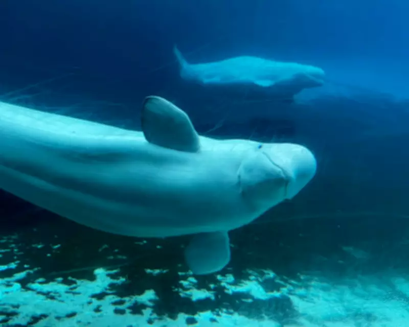 Canada's Beluga Whale Relocation: A Complex Operation to Save 30 Captive Mammals