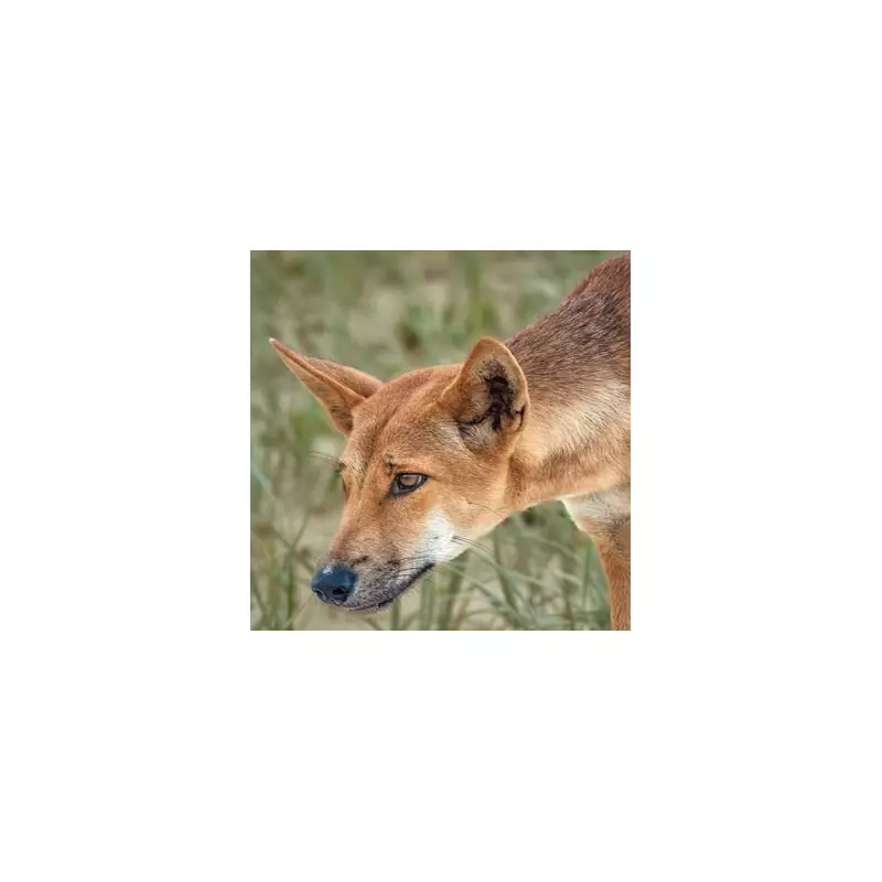 Canadian Backpacker Found Dead on Australian Beach Surrounded by Dingo Pack