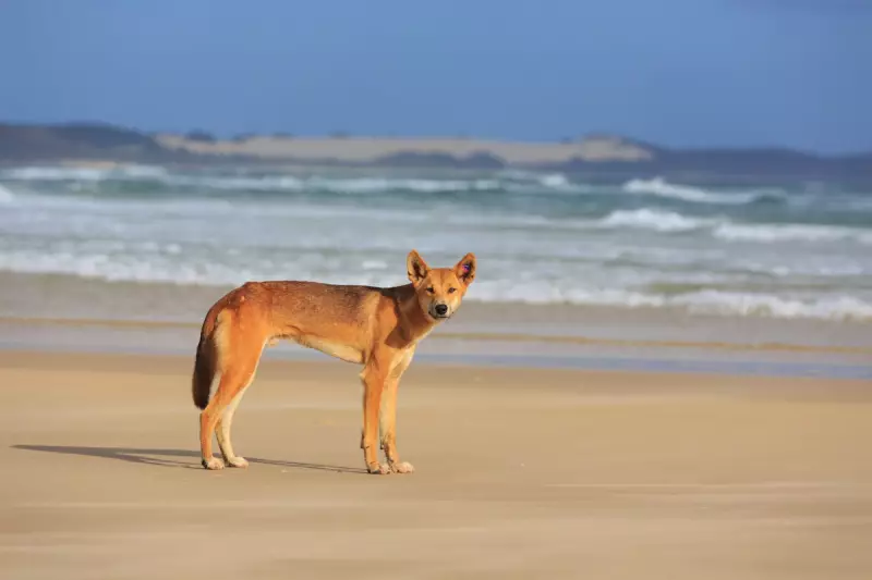Canadian Tourist Found Dead Amid Dingo Pack on Australia's K'gari Island