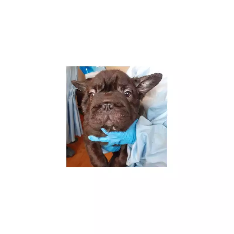 Cardiff Puppy Farm Conditions So Putrid They Made Officers Vomit