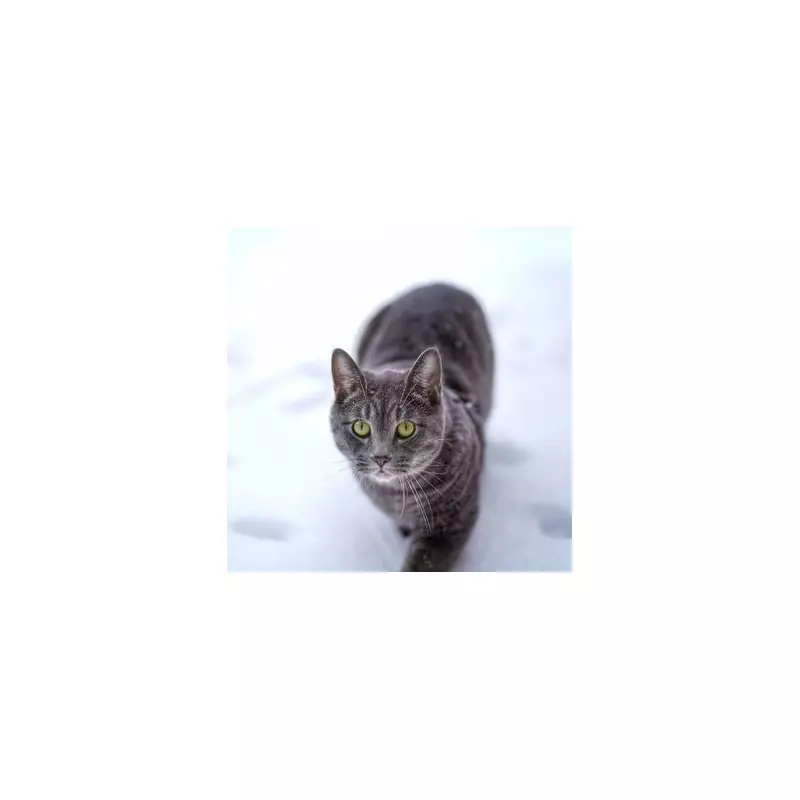 Cat's First Snow Reaction Goes Viral as Storm Goretti Hits UK