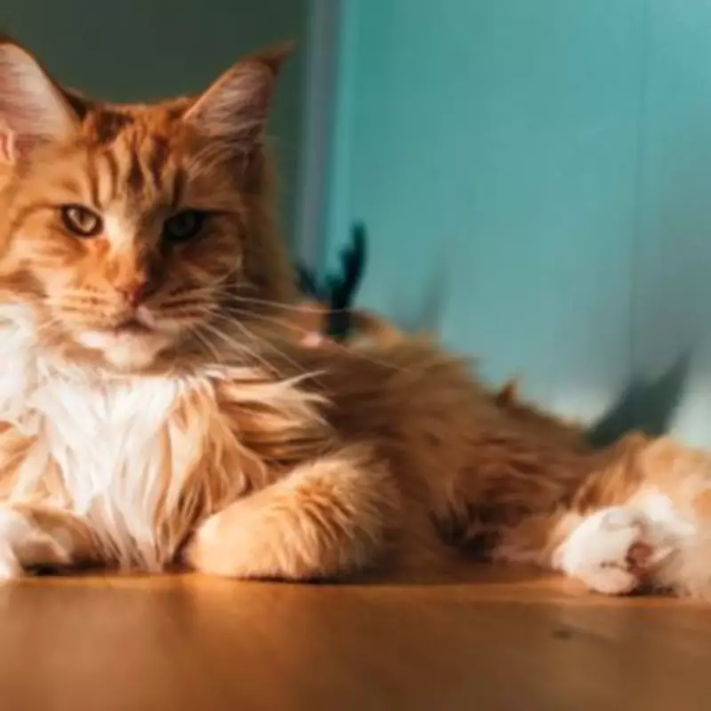 Cat's Heartwarming Welcome Routine Leaves Pet Owners Envious