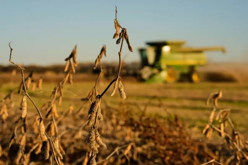 China Hits Soybean Purchase Target, Yet Trump's Volatile Trade Policy Threatens Future Deals