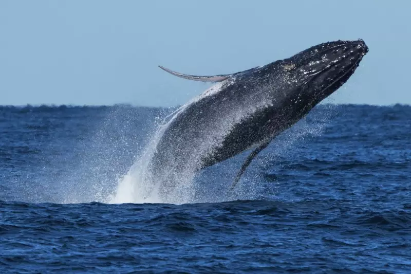 Climate Change Forces Whales to Share Food Resources in North Atlantic