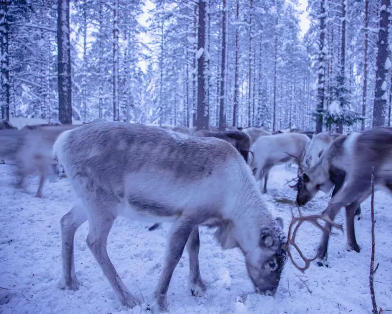 Climate Change Icing Out Reindeer: Rain-on-Snow Events Threaten Arctic Herds