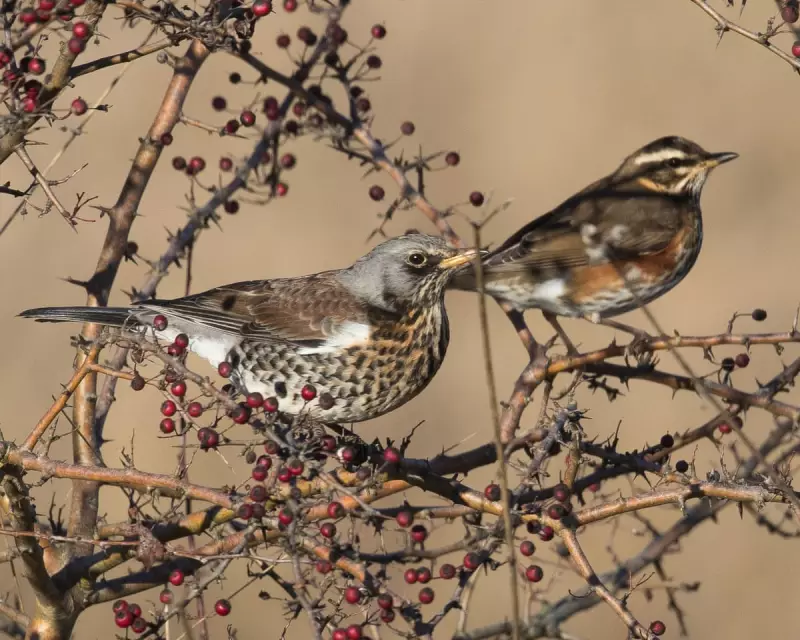 Cold Snap Sparks Arrival of 1.3 Million Winter Thrushes in UK
