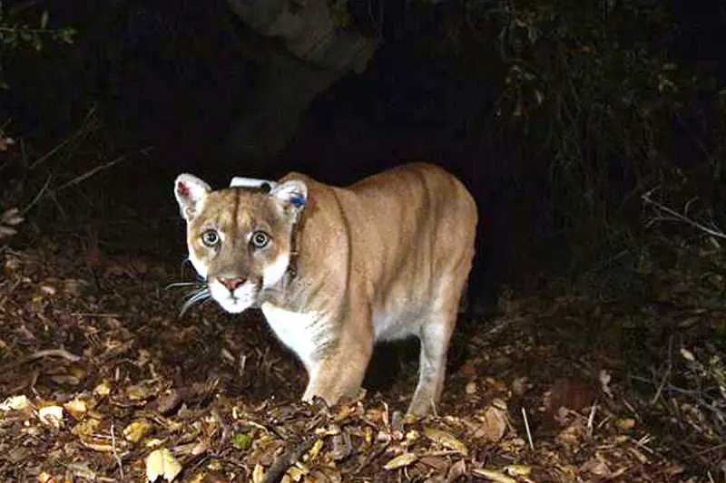 Colorado's First Fatal Mountain Lion Attack in 27 Years Claims Solo Hiker