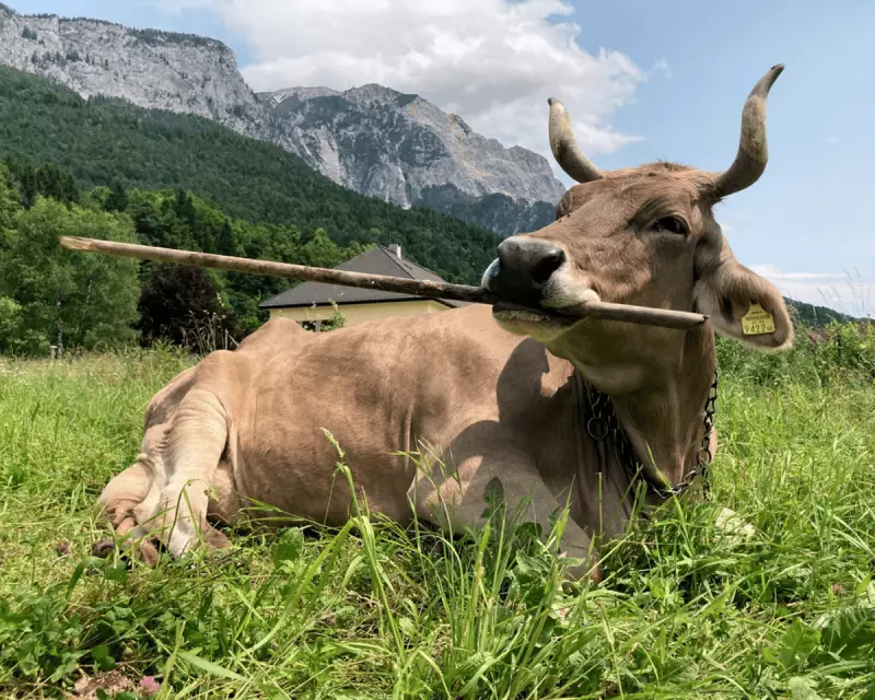 Cow's Tool Use Challenges Human Uniqueness: Veronika's Broom Scratching