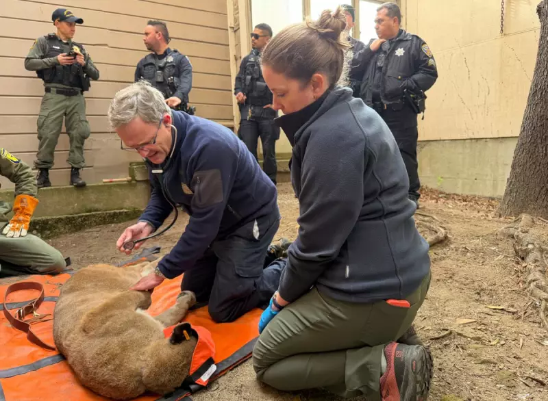 Coyote Gatecrashes Live TV Report on Mountain Lion Capture in San Francisco