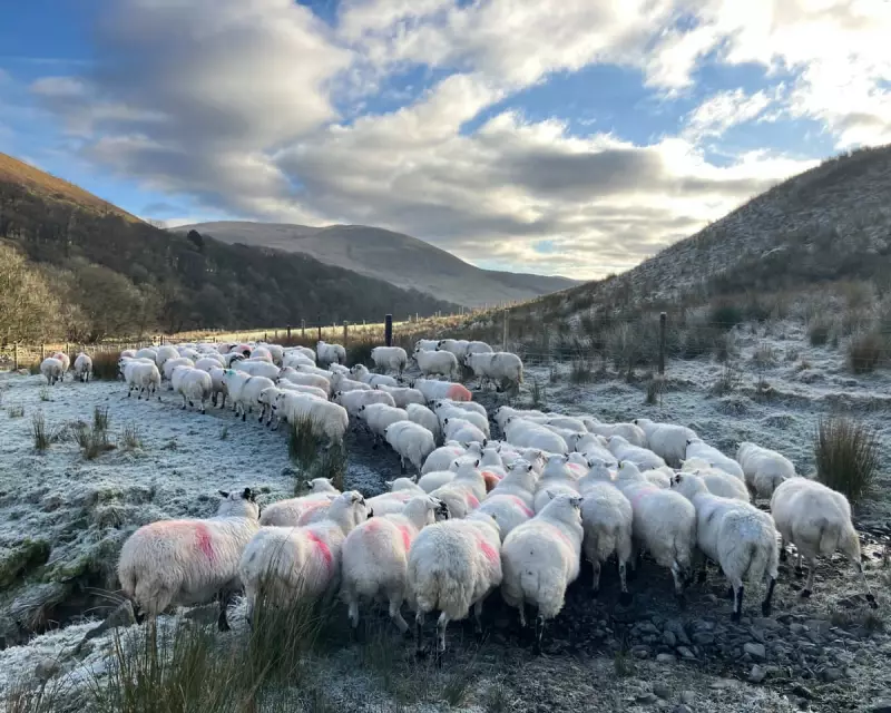 Cumbrian Farmer's £59k Tax Fear Lifted by Inheritance Threshold Change