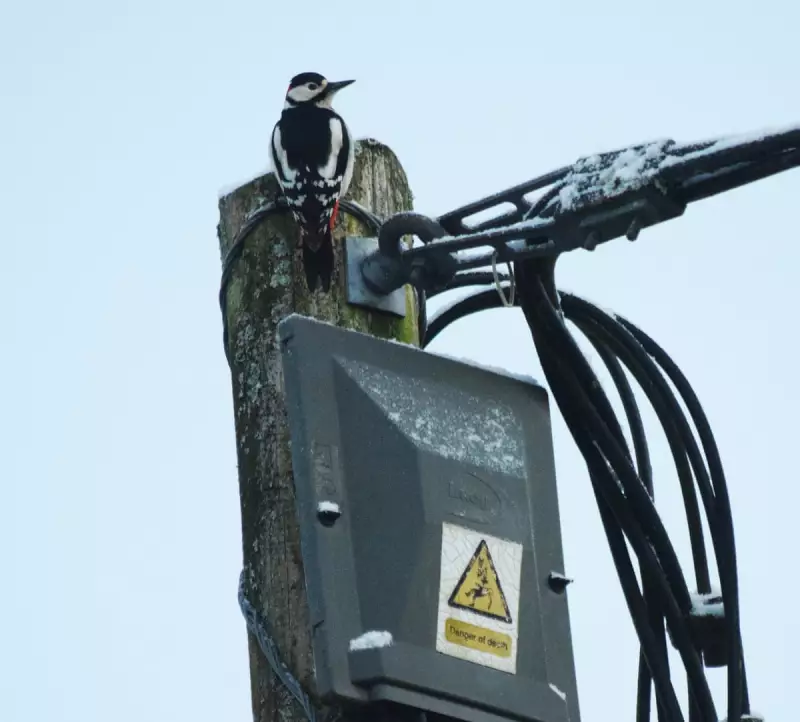 Dartmoor's Dawn Drummer: Great Spotted Woodpecker Finds Unusual Percussion
