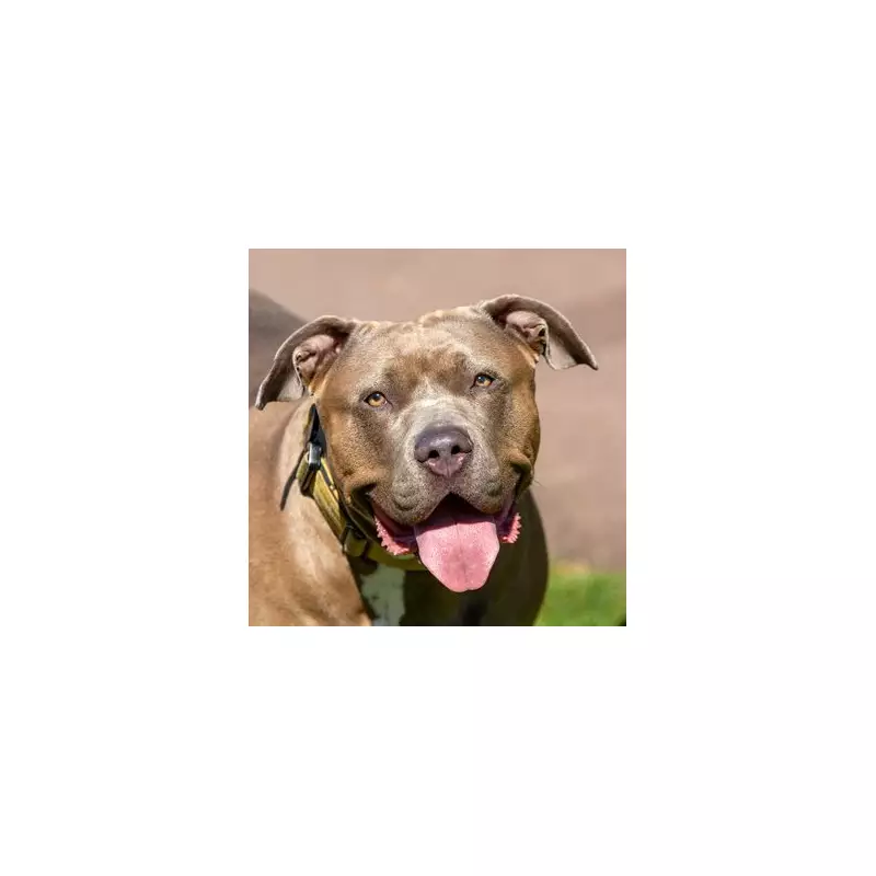 Defra Rejects Calls to End Dog Breed Bans, Upholds XL Bully Prohibition