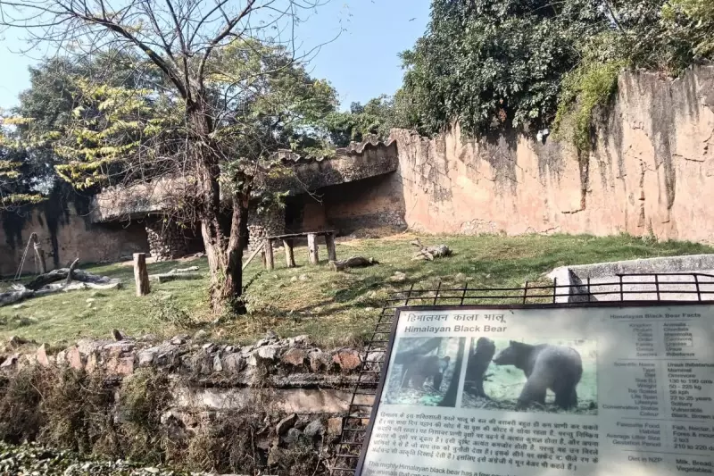 Delhi Zoo Accused of Burning Jackal Alive in Bear Enclosure Cover-Up