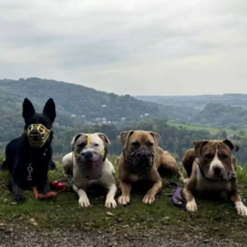 Devastated Owner Fights to Save Dogs Seized Over 'Malicious' XL Bully Reports