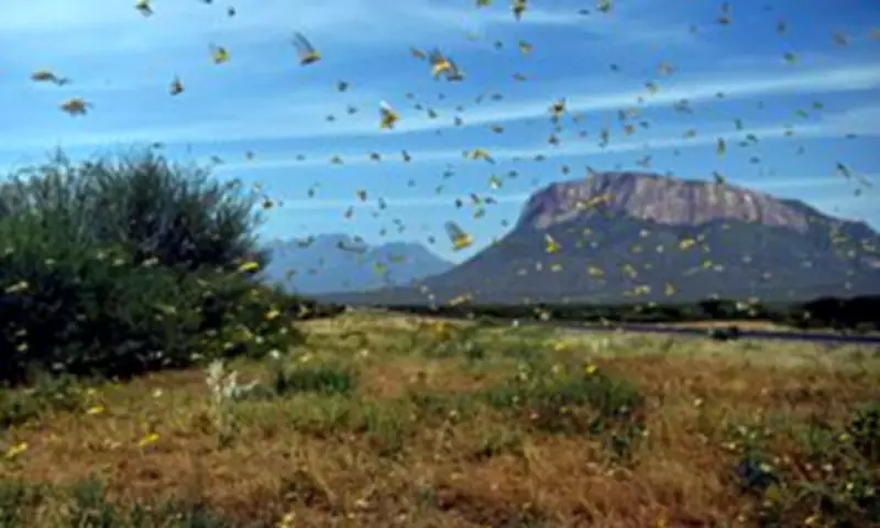 Doctor Warns Insect Silence Signals Looming Health and Ecological Crisis