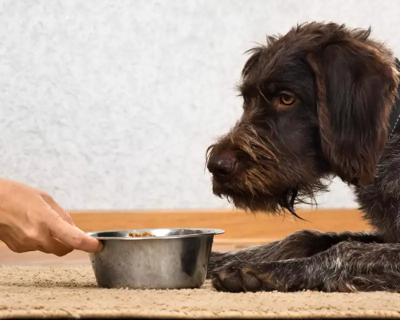 Dog Food's Climate Pawprint: Wet & Raw Options Emit 65x More Than Kibble