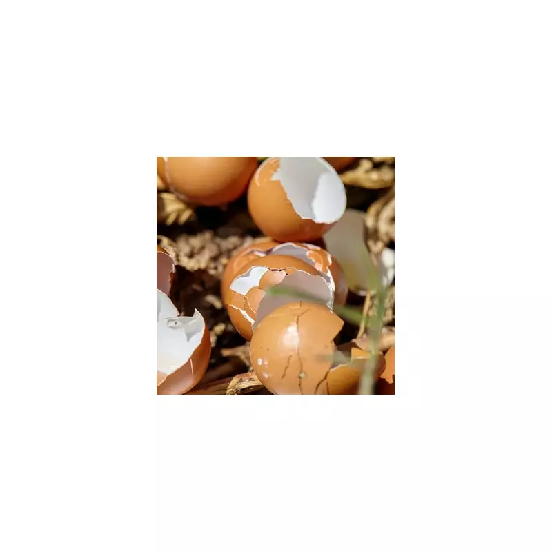 Don't Bin Your Eggshells: A Gardener's Secret for a Thriving Winter Garden