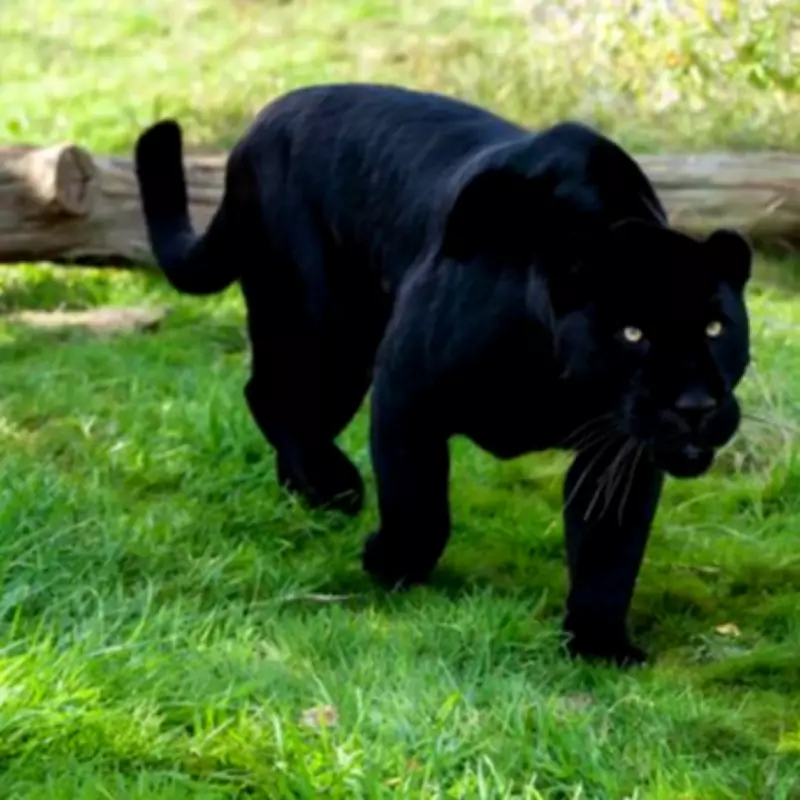 Driver Stunned by 'Ginormous' Black Big Cat Sighting on Welsh Country Road