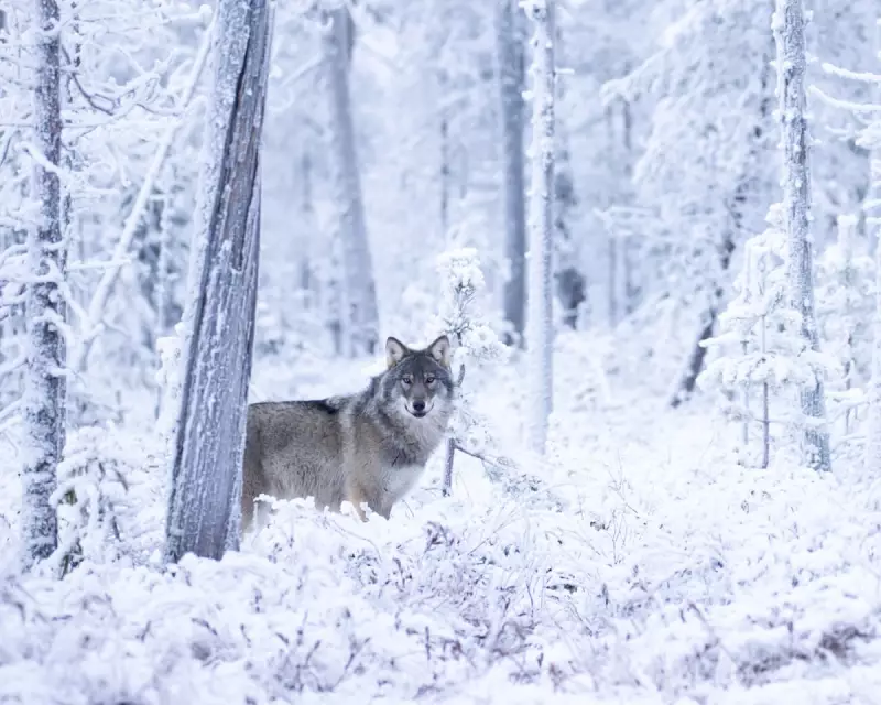 EU Downgrades Wolf Protection as Finnish Reindeer Deaths Hit Record High