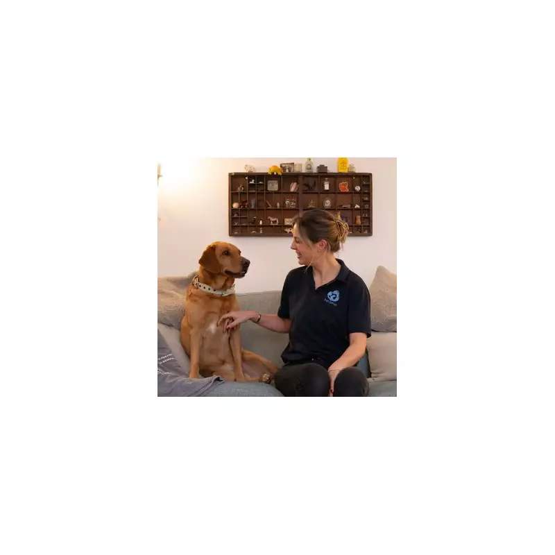 Expert Debunks Myth: Five Simple Tricks to Teach Your Older Dog