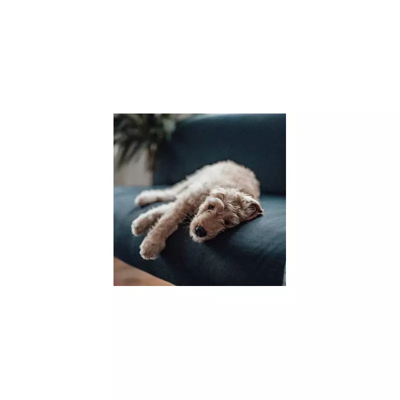 Expert Dog Trainer Reveals 5 Signs Your Dog Is Frustrated