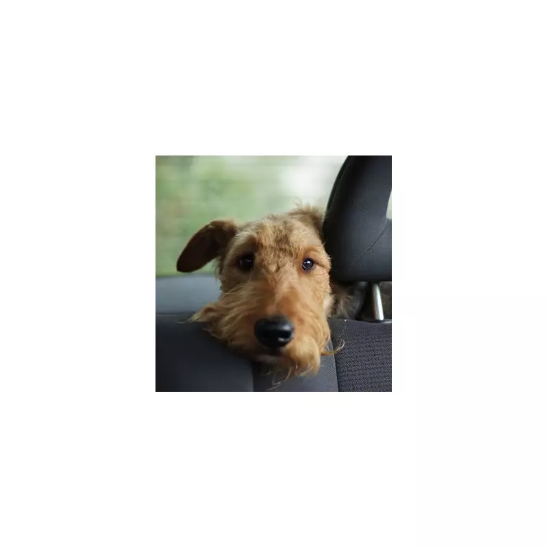 Expert Dog Trainer Reveals Simple Home Exercise to Prevent Canine Car Sickness