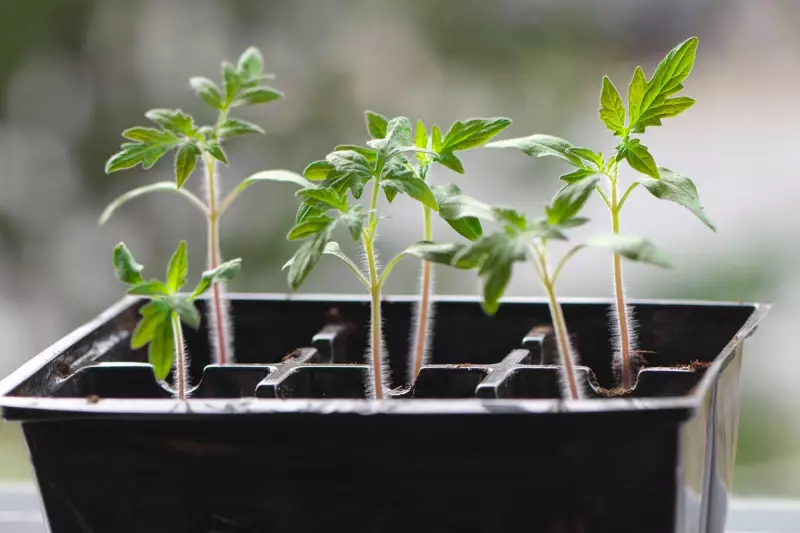 Expert Tips for Sowing Seeds Indoors: A Head Start for UK Gardeners
