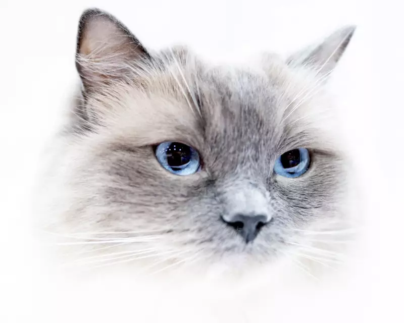 Five Key Signs Your Cat Is Truly Happy, According to Science