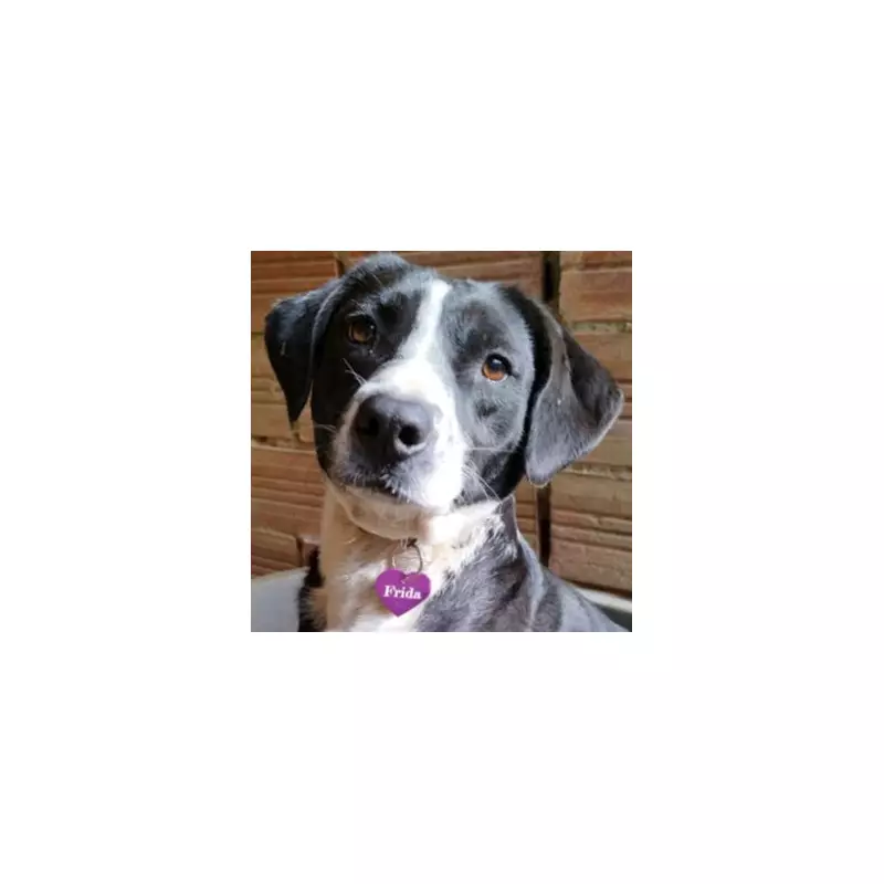 Frida the Dog's Three-Year Wait for a Home Due to Past Injury