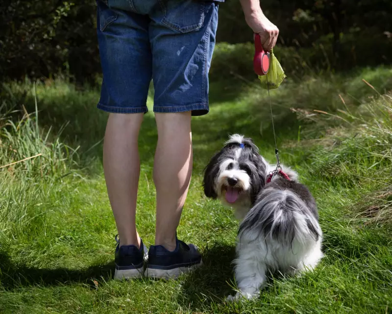 From Poo Pariahs to Responsible Owners: The Cultural Shift in Dog Waste