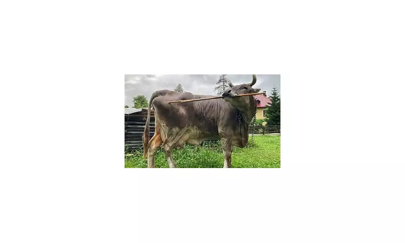 From Tool-Using Cows to Piano-Playing Raccoons: Meet the Animal Einsteins